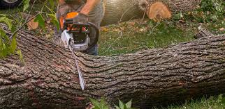 Best Tree and Shrub Care  in Hartford, SD